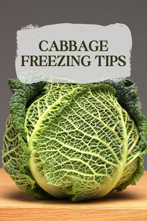 A head of green cabbage sits on a wooden cutting board. How To Store Cabbage, Cooked Cabbage, Kitchen Baskets, Freezer Bags, Leafy Vegetables, Cabbage Rolls, Nutritional Value, Like A Pro, To Start