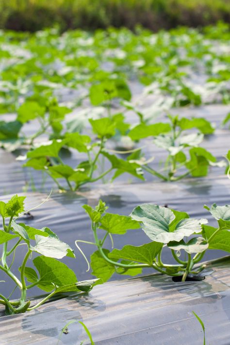 What To Do With Bitter Cucumbers, Bitter Cucumber, Bitter Cucumbers, Epson Salt, Small Balcony Garden, Growing Cucumbers, Perennial Shrubs, Sweet Pickles, Pickling Cucumbers