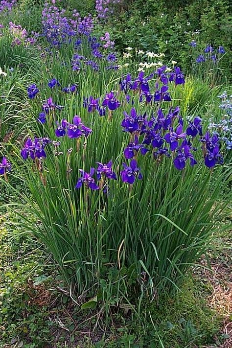 Siberian irises: how to grow. Location, soil, disease and planting Iris Siberica, Pea Trellis, Iris Sibirica, Siberian Iris, Dogwood Tree, Virginia Creeper, Backyard Plan, White Iris, Iris Garden