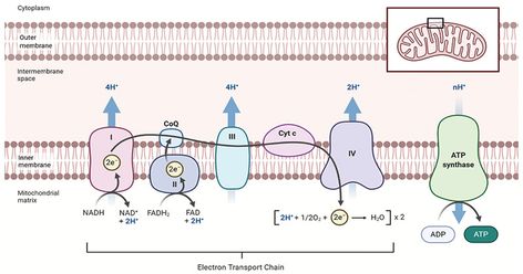 Electron Transport Chain Definition The Electron Transport System also called the Electron Transport Chain, is a chain of reactions that converts redox energy available from oxidation of NADH and FADH2, into proton-motive force which is used to synthesize ATP through conformational changes in the ATP synthase complex through a process called oxidative phosphorylation. Oxidative phosphorylation ... Read more Electron transport chain- definition, components, steps & FAQs The post Electron tra Chain Drawing, Oxidative Phosphorylation, Cell Respiration, Citric Acid Cycle, Biochemistry Notes, Electron Transport Chain, Illustration Software, Cellular Respiration, Medical School Studying