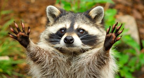 Raccoon Names - Over 150 Funny, Cute and Unique Ideas Racoon, Pet Names, Unique Ideas, Show Off, Funny Cute, So Cute, Pet, Tumblr, Funny