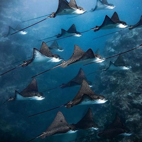 @underwatta on Instagram: “Spotted eagle rays cruising in the deep blue😁🌊🐠 Like and tag an ocean lover in the comments❤👍💬 - credits : @charlottepiho Follow…” Stay In The Present, Spotted Eagle Ray, Eagle Ray, Ocean Tattoos, Underwater Animals, Beautiful Sea Creatures, Water Animals, Ocean Wallpaper, In The Deep