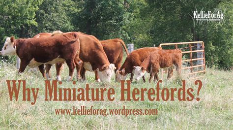 Miniature Hereford Cattle, Mini Hereford Cattle, Mini Hereford Cow, Mini Hereford, Miniature Hereford, Mini Cattle, Dairy Cow Breeds, Homestead Plans, Raising Cows