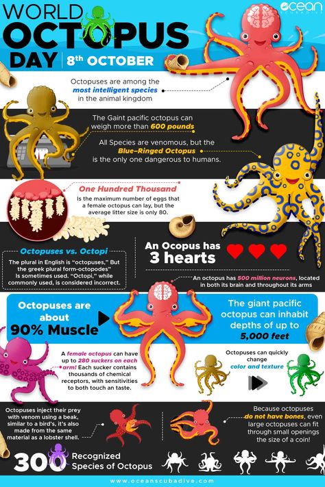 Every 8th October the world celebrates World Octopus Day! In order to celebrate our favorite cephalopod, Ocean Scuba Dive, have put together this awesome Octopus infographic and list of 10 different types of octopus dedicated to our eight-legged, three-hearted, inky buddies! Types Of Octopus, Octopus Facts, Ocean Unit, Ocean Activities, Octopus Art, Scuba Dive, Animal Science, Marine Biology, Animal Facts