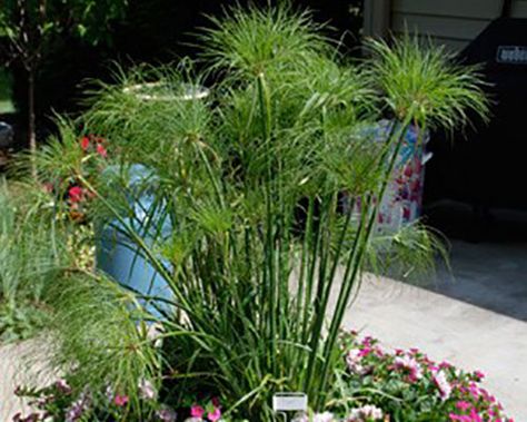 How to Grow and Propagate Papyrus (Umbrella Plant) Indoors Cyperus Papyrus, Umbrella Plant, Outdoor Water Features, Garden Fun, Paper Plants, Pond Plants, Plant Cuttings, Dream Garden, Indoor Garden