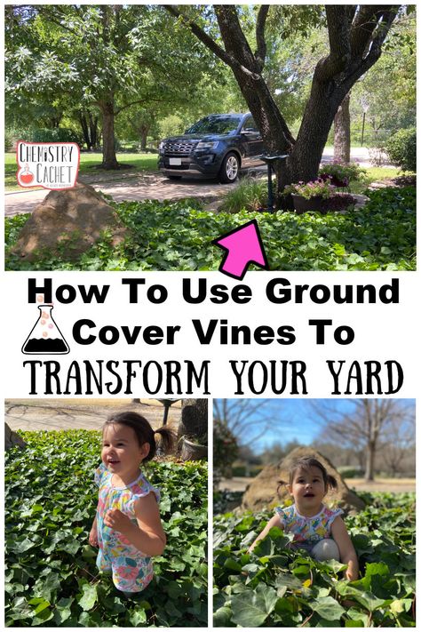 Want a cheap, easy to care for landscaping idea that will transform any yard space? Use ground cover vines which grow quick in all weather and make your yard look like a garden! Get the details in our post on Chemistry Cachet Virginia Creeper Vine, Yard Area, Small Balcony Garden, Ivy Plants, Diy Landscaping, Most Beautiful Flowers, Perfect Garden, Easy Garden, Lush Garden