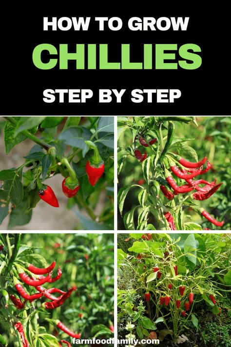 How to grow Chillies from seeds step by step #gardeningtips #farmfoodfamily Drying Onions, Farm Ville, Peppers Growing, Growing Hot Pepper, Small Holding, Chilli Plant, Growing Peppers, Urban Homestead, Food Gardening