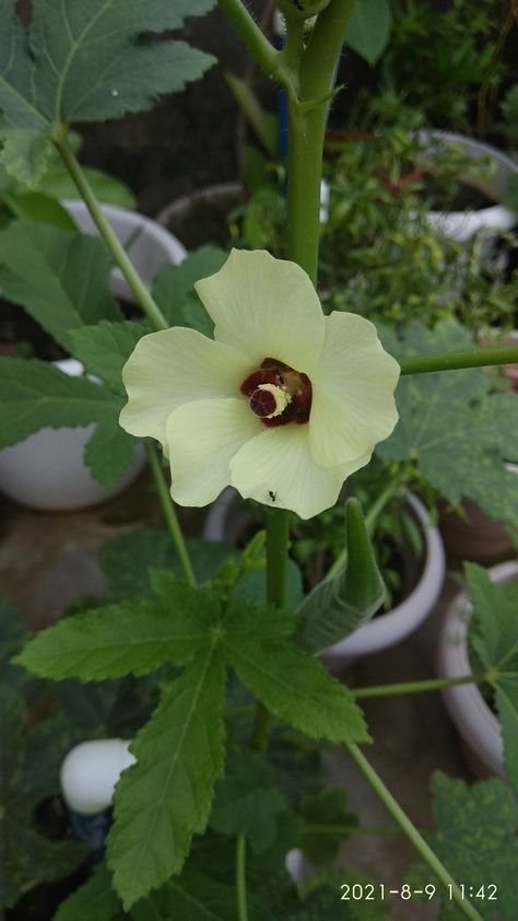 Vegetable garden Okra Flower, Okra, Colorful Garden, My Garden, Hibiscus, Plants, Flowers, Floral, Nature