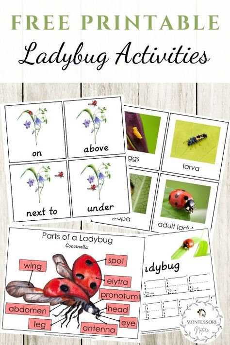 Ladybug Activities For Preschool, Parts Of A Ladybug, What The Ladybird Heard Activities, Ladybugs Kindergarten, Montessori Themes, Montessori Printables Free, Ladybugs Preschool, Ladybug Printable, Printable For Preschool