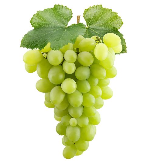 Fruits Name In English, Grapes Benefits, Oil Pulling Benefits, Fruit Names, Fruit Picture, Fruits Images, 강아지 그림, Fruit Photography, Fruit Painting