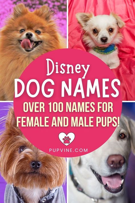 Dog Names Disney, Disney Dog Names, Disney Pet Names, Male Dog Names Unique, Puppy Names Unique, Girl Dog Names Unique, Disney Character Names, Puppies Names Female, Animals Name List