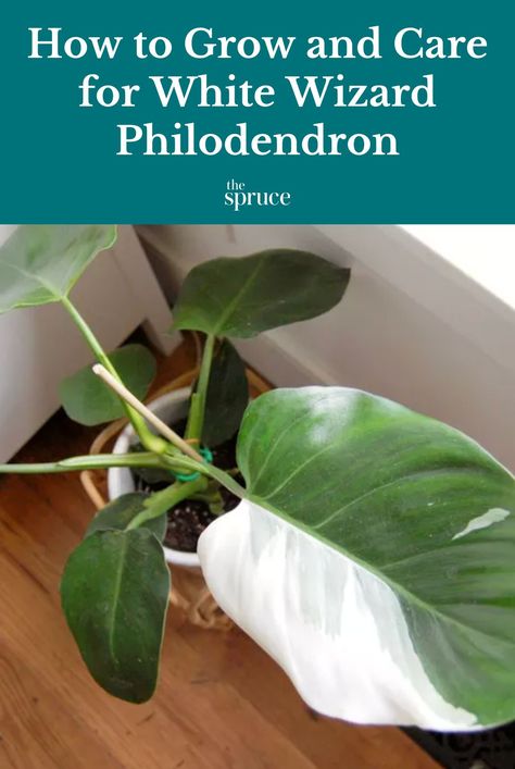 White Wizard Philodendron Care, White Wizard Philodendron, Philodendron Care, White Wizard, Small Balcony Garden, Philodendron Plant, Garden Indoor, Perennial Shrubs, Indoor Plant Care