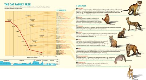 Phylogenetic tree of domestic cats and their relatives Scientific Visualization, Animal Evolution, Cat Evolution, Cat Stephens, Dinosaurs Extinction, Phylogenetic Tree, Cat Species, Funny Friends, Cat Info