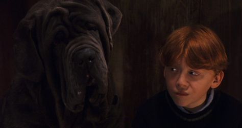 Fang, the Neopolitan Mastiff from Harry Potter Harry Potter Pets, Harry Potter Character, Ron And Harry, Arthur Weasley, Weasley Family, Harry Potter Ron Weasley, Harry Potter Ron, The Sorcerer's Stone, Harry Potter Obsession