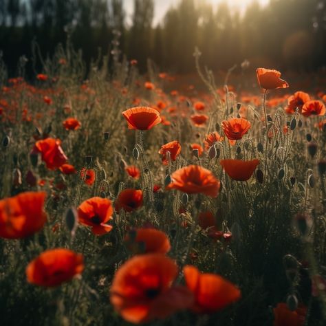 A field of poppies in the summer Backyard Garden Landscaping, Wildflowers Garden, Red Wildflowers, Flowers Poppy, Garden Landscaping Ideas, Field Of Poppies, Poppy Garden, Aesthetic Garden, Spring Wildflowers