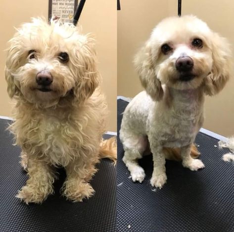 Crosby before and after a visit with Shelby! We’ve got the best groomers in town, give us a call to schedule an appointment! 🐾 Pets Grooming, Healthy Pets, A Call, Pet Grooming, Dogs, Animals