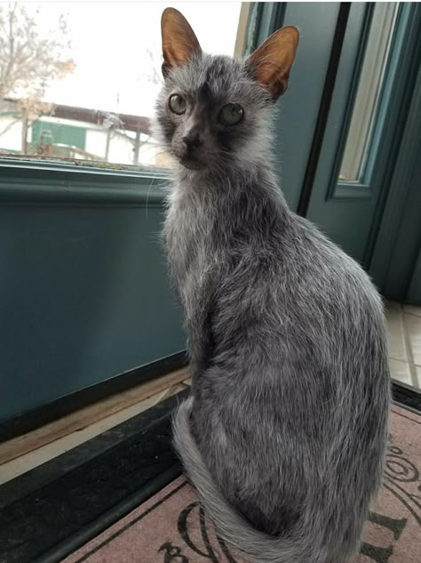 Lykoi cat Benicio Del Gato Lobo  Werecat Wolfcat Lykoi Cat Art, Vampire Cats, Werewolf Cat Lykoi, Warrior Cats In Real Life, Lykoi Cat, Wolf Cat, Werewolf Cat, Meow Wolf, Ugly Cat