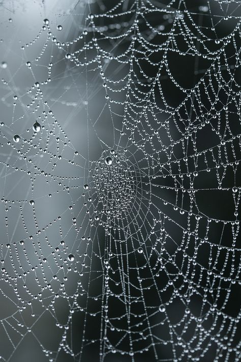 Moody Nature — Spiders web | By Jemma Spider Net, Moody Nature, Spider Silk, Spiders Web, Creative Website, Art Appliqué, Victorian Goth, Gothic Horror, Disney Ladies