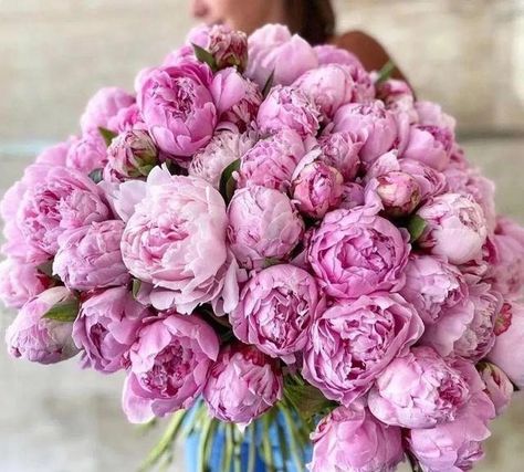 Name: Peony  Quantities: 5 + Beautiful rose pink large fully double flowers, 4-5 inch across (10-12cm). Easy to grow, deer resistant, this Peony poppy will give a color punch to your beds and borders. Grows up to 3-4 ft. tall (90- 120cm) and 18 inch wide (45cm). May need staking. any question, please contact me! Peonies Season, Wedding Flowers Peonies, Peony Wedding, Pink Wedding Flowers, White Wedding Flowers, Beautiful Bouquet Of Flowers, Wholesale Flowers, Peony Flower, Flower Lover