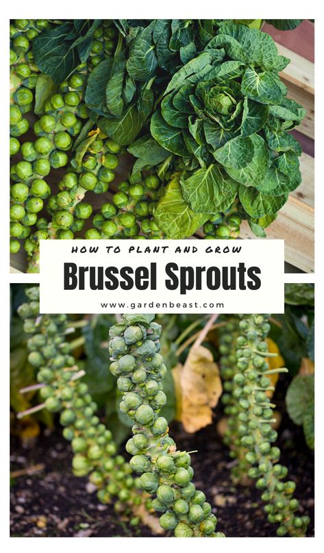 Growing Brussel Sprouts, Grow Brussel Sprouts, Harvesting Brussel Sprouts, How To Grow Cauliflower, Brussel Sprout Plant, Grow Cauliflower, Growing Vegetables From Seeds, Growing Cauliflower, Garden Farming