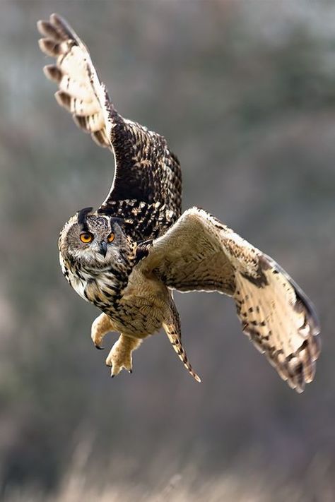 Owl Flying, Awesome Owls, Photo Animaliere, Owl Pictures, Great Horned Owl, Beautiful Owl, Kinds Of Birds, Owl Bird, Snowy Owl