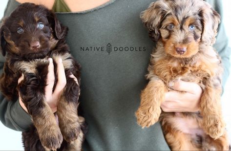 Mini Aussiedoodle Puppy, Red Merle Aussiedoodle, Toy Aussiedoodle, Mini Aussiedoodles, Merle Aussiedoodle, Ashera Cat, Aussie Doodle Puppy, Aussie Doodle, Mini Aussiedoodle