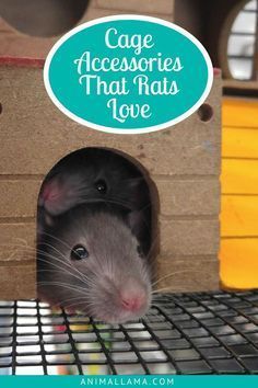 Our pet rats spend a lot of time in their cages so it's only fair to make those cages as much fun as possible! Here is our list of the must-have rat cage accessories and decorations that will make any rat happy and comfortable in their home. #rat #rats #animals #pets #rodents #petcare Pet Rat Cages, Rat Care, Rat Cage Accessories, Rat House, Baby Rats, Rat Toys, Rat Cage, Pet Rat, Easy Pets