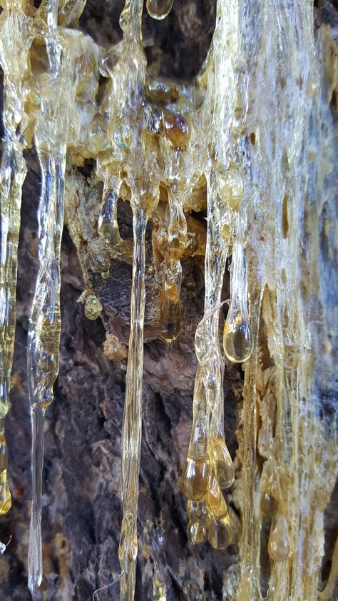 Sap coming out of a tree in Spokane, Washington. Feminism Art, Tree Sap, Pixie Hollow, Bio Art, Spokane Washington, High Elf, Canvas Texture, Art Sketchbook, A Tree