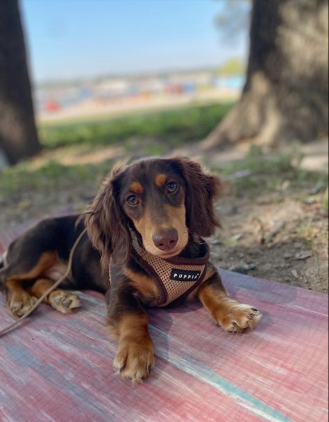 Dashchund Puppy, Long Haired Dachshund Cream, Brown Mini Daschund, Long Hair Dauchand Puppy, Dashhound Long Haired, Dapple Dachshund Puppy, Brown Long Haired Dachshund, Dachshund Puppy Long Haired, Spotted Long Haired Dachshund