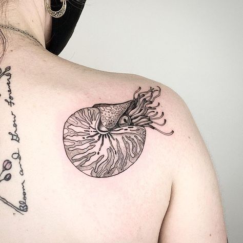 Chambered Nautilus Tattoo, Abalone Shell Tattoo, Nautilus Shell Tattoo, Tattoo Seashell, Zee Tattoo, Nautilus Tattoo, Tattoo 2023, Seashell Tattoos, Shell Tattoos