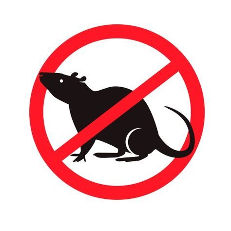 Are rats wreaking havoc in your property? #MichkatPRO professionals offer #Dératisation services at competitive prices. Call 0660284218. Rats, Parrot, Orange, Art