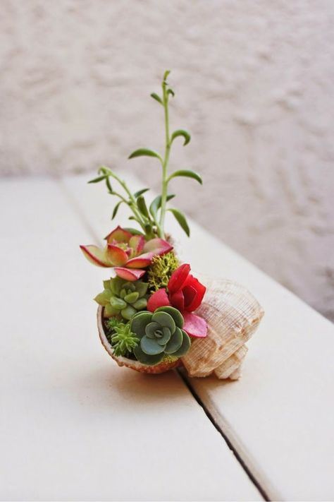 Kaktus Dan Sukulen, Succulent Garden Indoor, نباتات منزلية, Shell Crafts Diy, Succulent Gardening, Succulents Indoor, Succulents In Containers, Mini Succulents, Succulent Terrarium