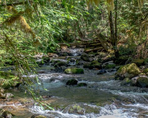 8 Best Hot Springs in Washington State Bagby Hot Springs, Wind River, Backcountry Camping, Oregon Washington, Cascade Mountains, Columbia River Gorge, Spring Resort, North Cascades, Hot Spring