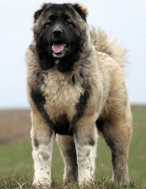 100+ Best Caucasian Shepherd Dog Names – The Paws Russian Bear Dog, Really Big Dogs, Russian Bear, Caucasian Shepherd Dog, Kangal Dog, Caucasian Shepherd, Livestock Guardian Dog, Big Dog Breeds, Dog Line Art