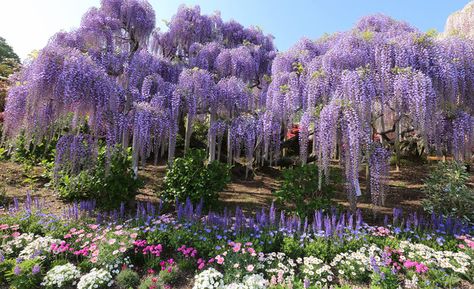 Tochigi, Japan’s Magical Wisteria Garden - Zafigo Library Forest, Fantasy Flower Garden, Fae Forest, Wisteria Trees, Wisteria Garden, Flower Park, Wisteria Flowers, Wisteria Tree, Purple Wisteria