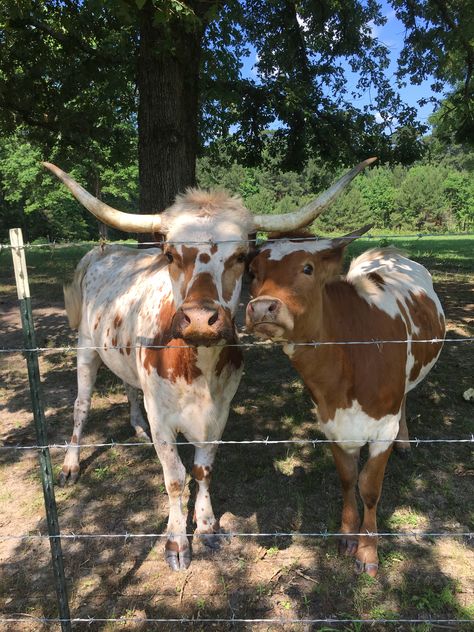 Longhorn Momma and daughter LBF Momma And Daughter, Longhorn Cattle, Longhorn Cow, Long Horn, Dream Farm, Baby Farm Animals, Future Farms, Fluffy Cows