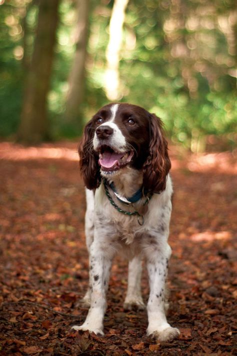 While they're popular bird dogs, even non-hunters can appreciate Springers' trainability — and those long, adorable ears. Britney Spaniel, Best Medium Sized Dogs, Springer Puppies, Medium Sized Dogs Breeds, Popular Dog Names, English Spaniel, Girl Dog Names, Smartest Dog Breeds, Springer Spaniel Puppies