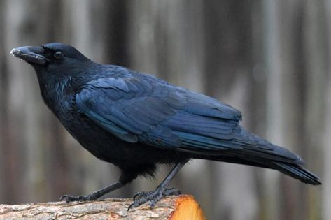 For the Birds: American crow’s dark reputation more from plumage than behavior | Local News | mcdowellnews.com American Crow, Jackdaw, Crows Ravens, How To Attract Birds, Humming Bird Feeders, Backyard Birds, Little Birds, Bird Feeder, Crows