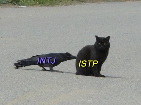 Istp Intj Relationship, Intj X Istp, Istp Intj, Mbti Istj, Mbti Charts, Istp Personality, Intj T, Intj And Infj, Intp T