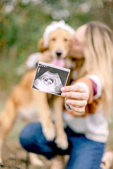 Puppy Maternity Shoot, New Puppy Announcement Photo Shoot, Dog Maternity Shoot Ideas, Pregnant Dog Photoshoot, Pregnant Dog Maternity Shoot, Dog Pregnancy Announcement Puppies, Maternity Photo With Dog, Maternity Photo Shoot With Dog, Maternity Photo Shoot Ideas With Dog