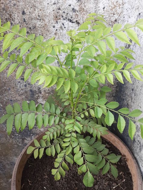 Curry Leaf Plant, Curry Leaves, Plants