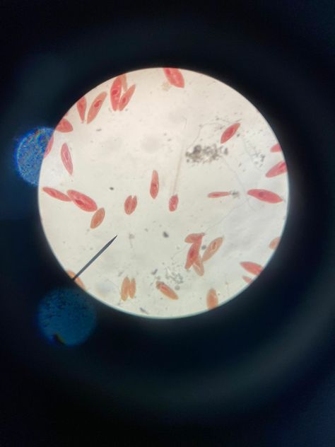 Paramecium Biology