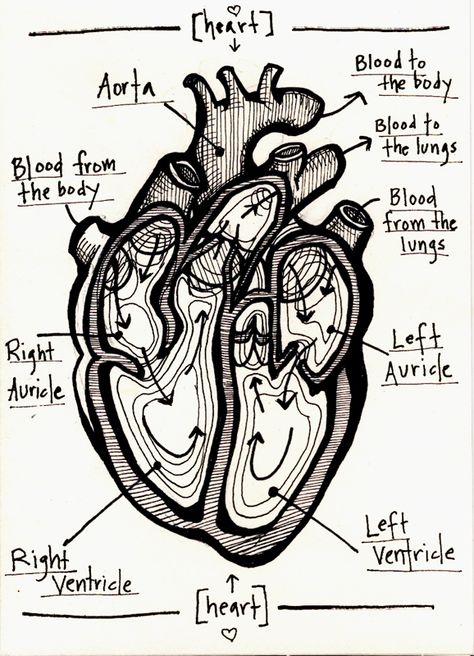 human heart valentine (2012) - Allison Sweeney Anatomical Heart Labeled, Anatomical Heart Diagram, Allison Sweeney, Human Heart Art, Human Heart Anatomy, Anatomical Heart Art, Heart Diagram, Medical Drawings, The Human Heart