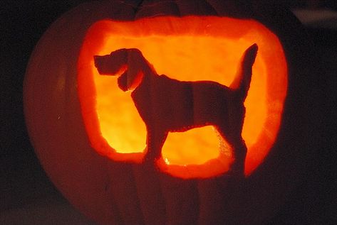 Dog Carved Pumpkins Ideas, Cute Dog Pumpkin Carving Ideas, Pumpkin Carving Ideas Dog, Puppy Pumpkin Carving, Pumpkin Carving Dog, Dog Pumpkin Carving Ideas, Dog Pumpkin Carving, Pumpkin Carving Games, Puppy Pumpkin