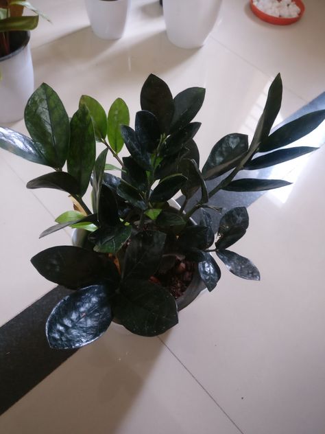 ZZ plant - Care tips. Check out the link and follow more plant care tips Raven Zz Plant, Zz Plant Care, Plant Care Tips, Zz Plant, Black Raven, Care Tips, Plant Care, Indoor Plants, Plants