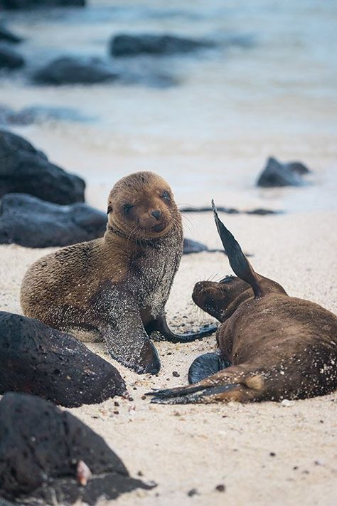 The Galapagos Islands, Galapogas Islands, Galopogos Islands, Shipped By Angie Hockman, Galapagos Island, Islas Galapagos Ecuador, Galapagos Islands Aesthetic, Galapagos Islands Photography, Galapagos Islands Animals