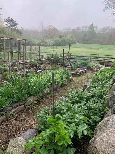 Uk Homestead, Rock Borders, Messy Garden, Productive Garden, Gardening Zones, Victory Garden, Potager Garden, Backyard Greenhouse, Big Garden