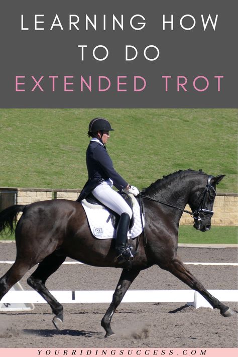 Sitting Trot, Horses Training, English Horseback Riding, Dressage Videos, Dressage Exercises, Horse Riding Tips, Horse Dressage, Riding Lessons, Tv Episodes