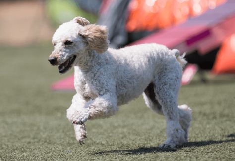 Poodle Cuts: 15 Best Haircuts For Poodles - Marvelous Dogs Standard Poodle Cuts, Standard Poodle Haircuts, Toy Poodle Haircut, Poodle Haircut Styles, Puppy Haircut, Poodle Haircut, Poodle Puppy Standard, Poodle Cuts, Puppy Cut