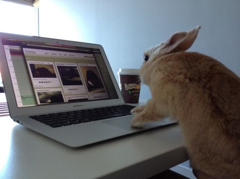 Bunny peruses the photos on Daily Bunny - September 26, 2012 Daily Bunny, Rabbit Pictures, Clown Shoes, Sketchbook Cover, Pet Bunny, Bunny Pictures, Vintage Bunny, Cute Hamsters